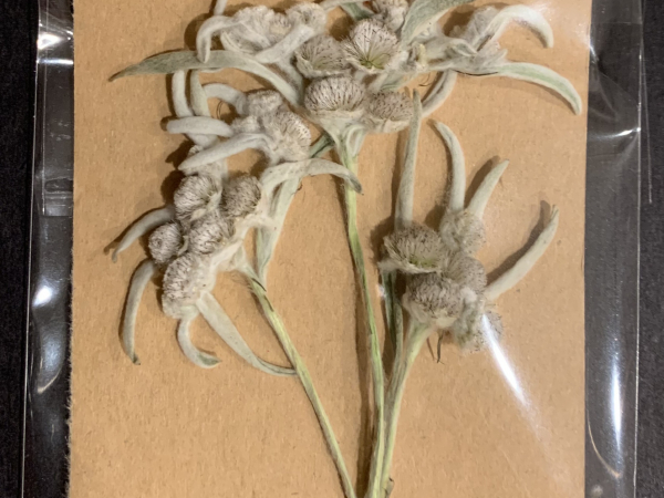 Real Edelweiss