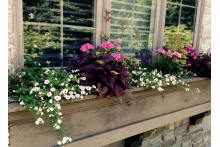 lorrie_window_box_2018.jpg