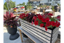 Summer Planters planter_3_sm.jpg