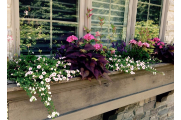 Summer Window Box