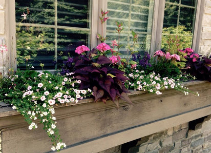 Summer Window Box